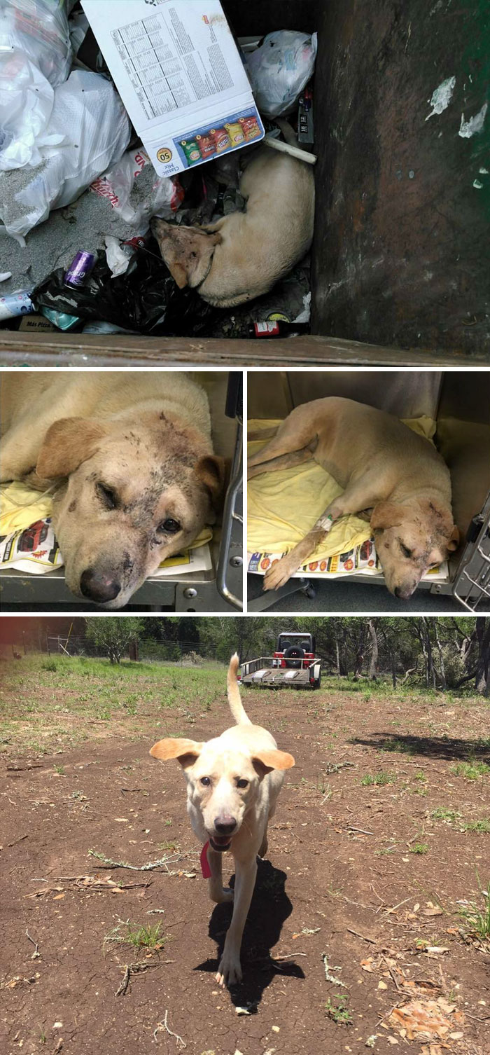 Dog Left In The Dumpster Was Suffering From Heat Stroke, Luckily Someone Saw Her And Saved Her Just On Time