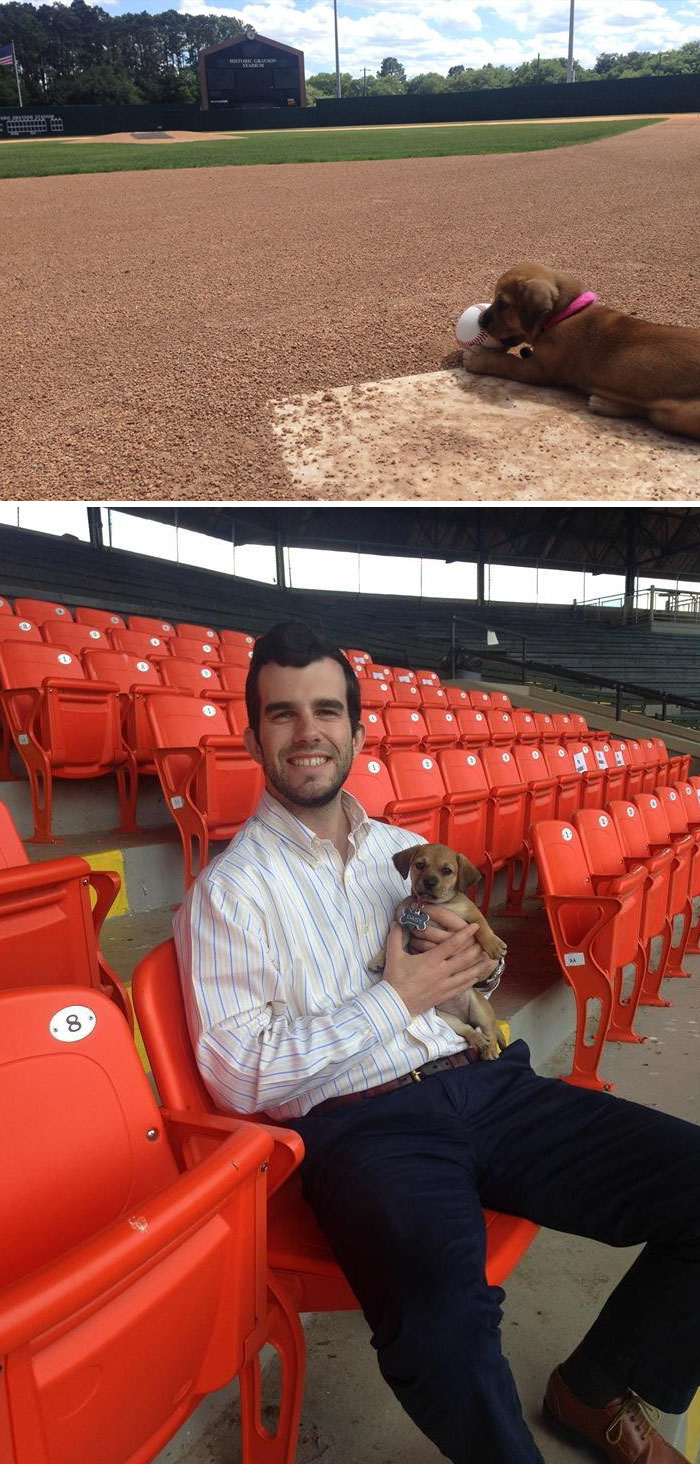 Puppy Left In The Parking Lot Of A Stadium Gets Adopted By The Baseball Team And Becomes Unofficial Mascot