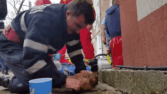 Romanian Firefighter Saves Dog's Life By Performing CPR On Him