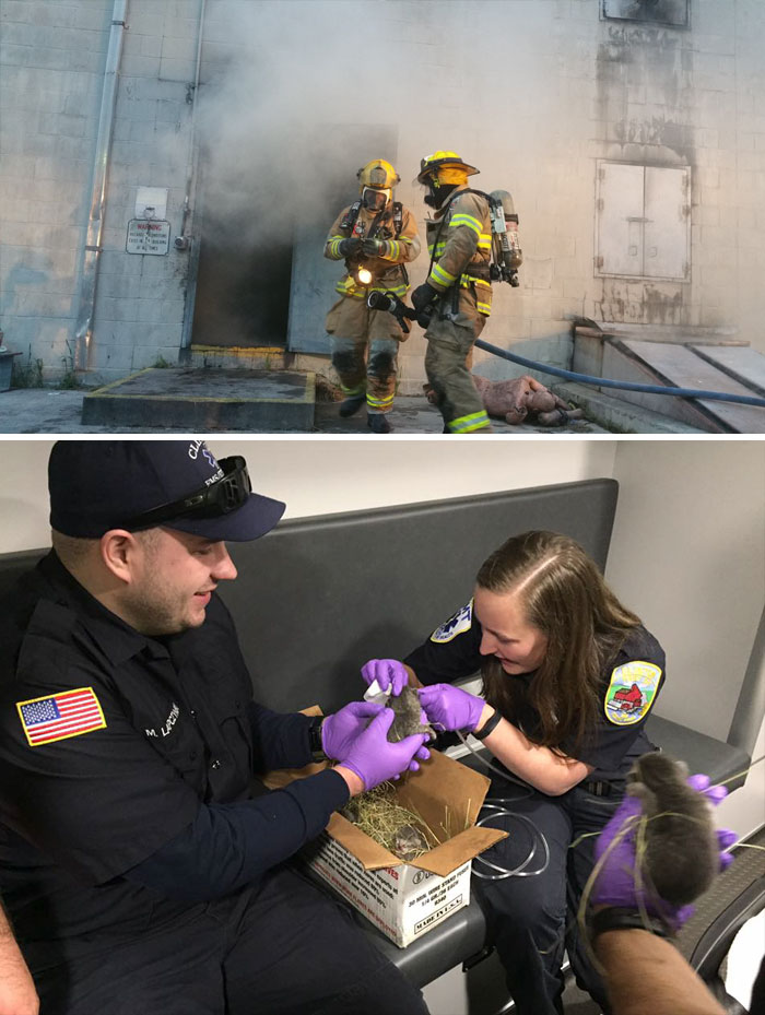 Firemen Rescue 7 Kittens From A Burning Building During The Training