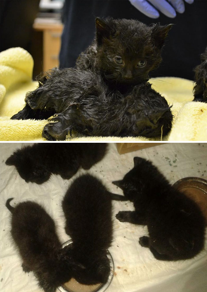 Anonymous Person Saves Four Kittens From Glue Rat Traps
