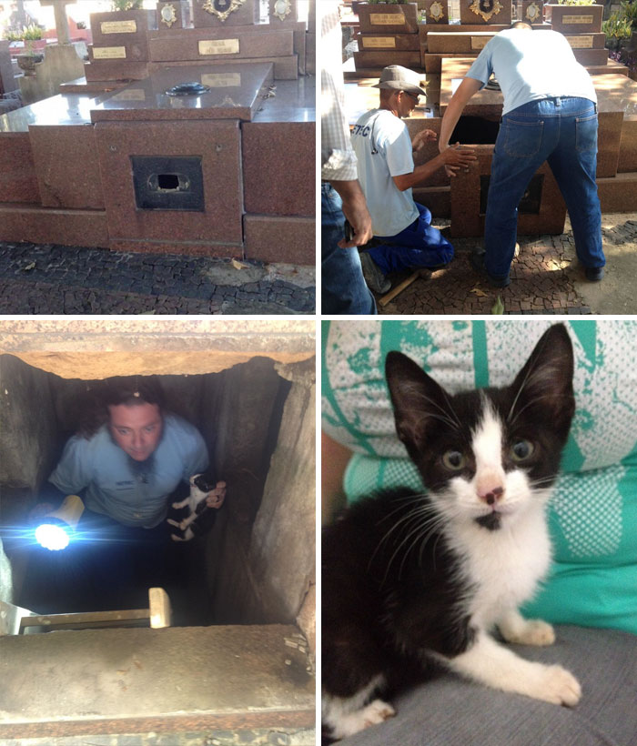 Man Saves Kitten Trapped In A Tomb