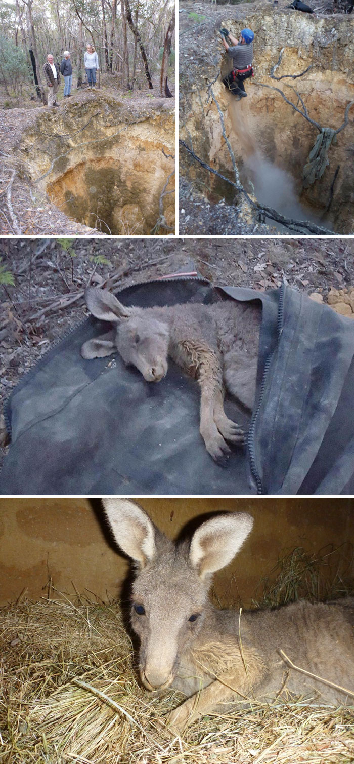 Kangaroo Gets Trapped In The Mine Shaft, Man Climbs Down To Save Him