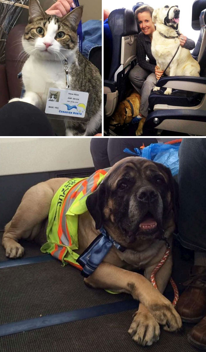 Airlines Break Their Own Rules And Let People Fly With Their Pets In The Cabin So Pets Can Escape Fires
