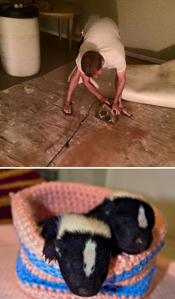 Family Dog Accidentally Kills Mother Skunk, Family Tears Down Its House To Save Baby Skunks Trapped Underneath