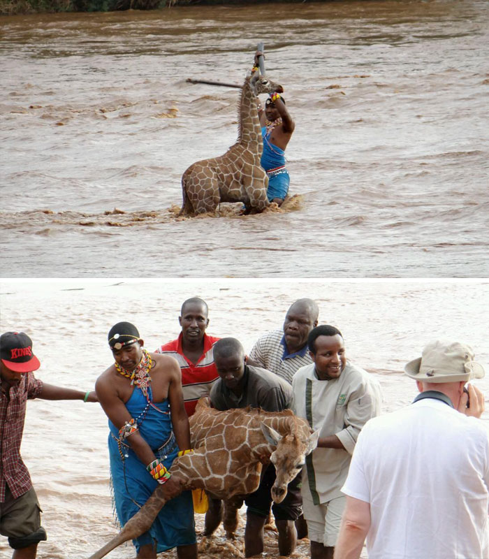 Group Of People Save Baby Giraffe From Drowning In Kenya