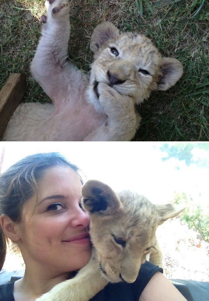 Baby Lion Serabie Was Bred For Canned Hunting Facility, But This Woman Changed Her Fate By Taking Her To Big Cat Sanctuary