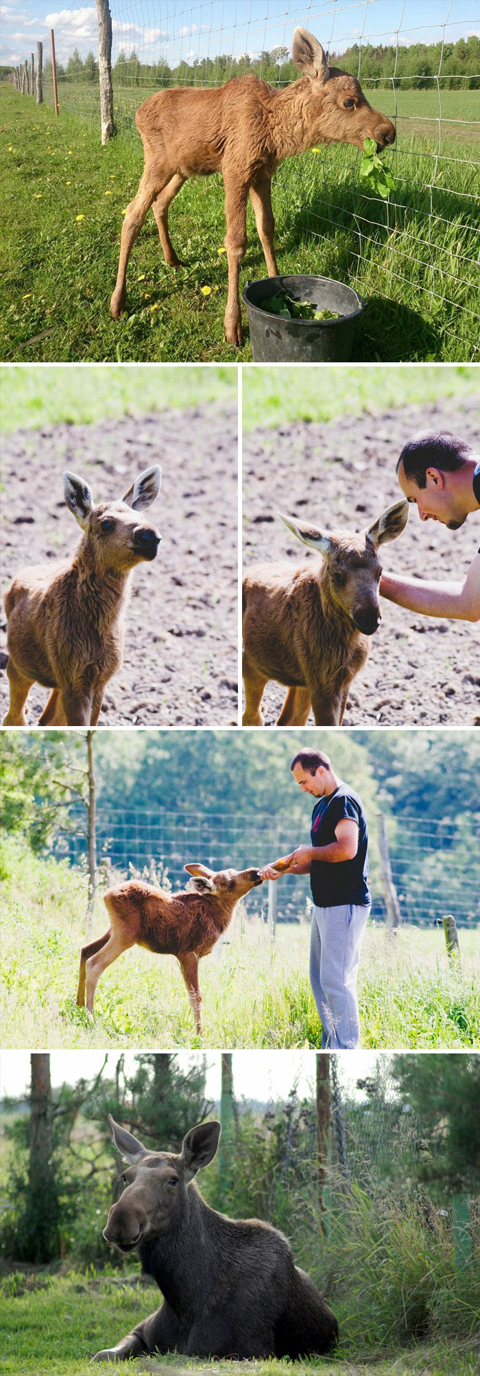 Guy Rescues Baby Moose, She Comes Back Every Day To Visit And Play With Him