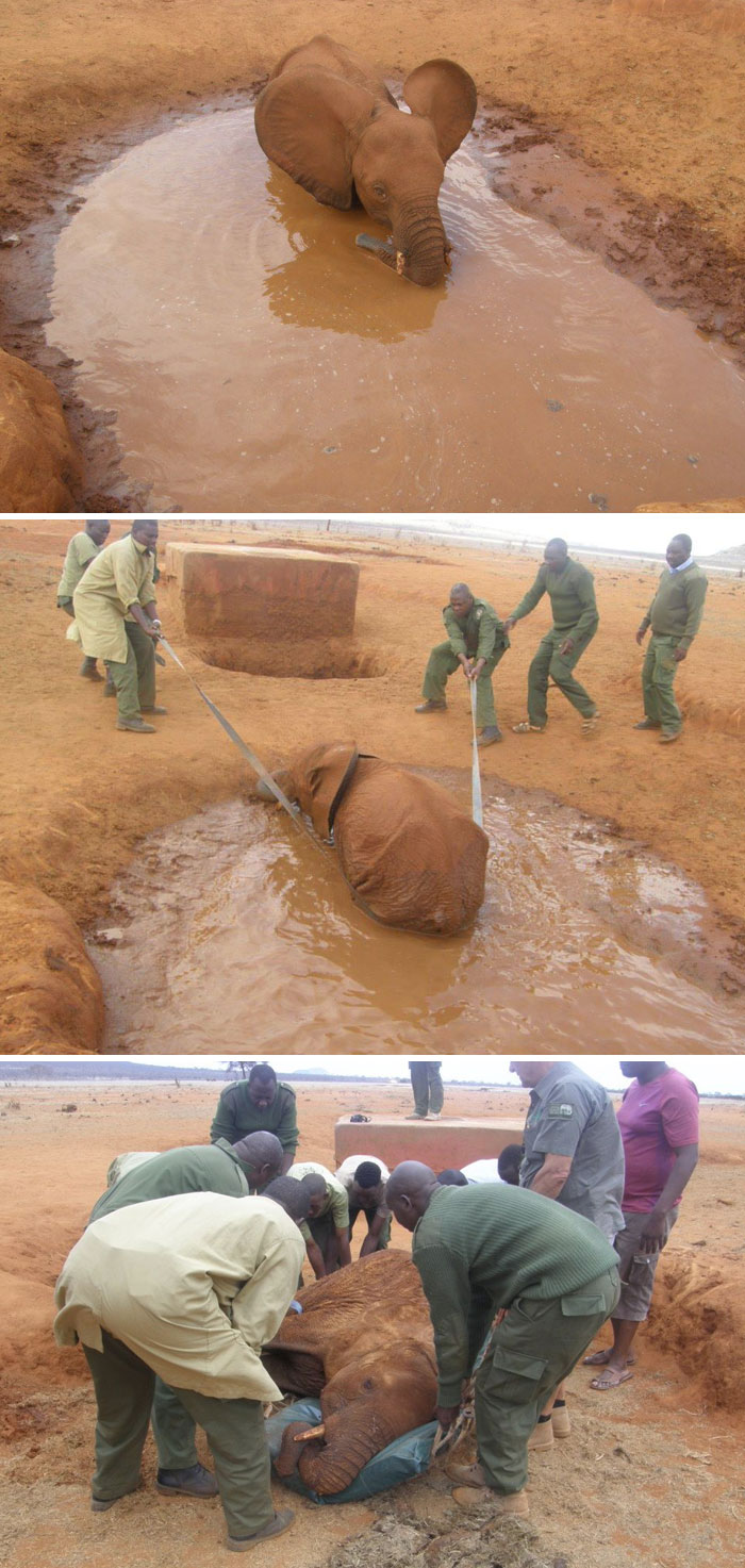 Elephant Calf Stuck In A Drying Mud, But Rescuers Saved Her Just In Time
