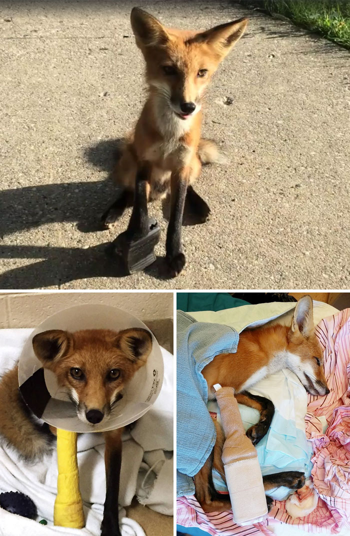 People Saved A Young Fox Whose Leg Was Stuck In A Rat Trap