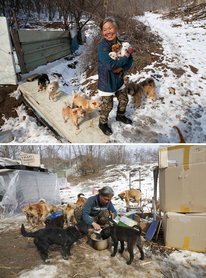 This South Korean Woman Is Raising 200 Dogs She Rescued From Being Sold To The Restaurants