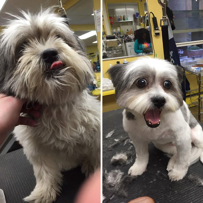 Man Gives Old Shelter Dogs Free Haircuts So They Can Finally Find Homes