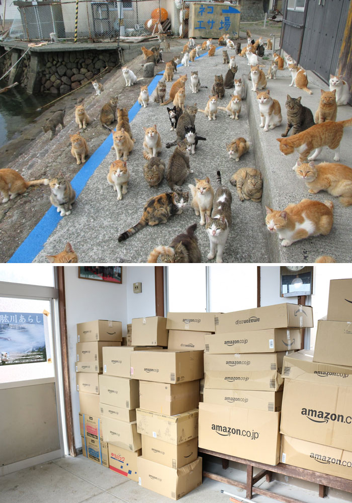 Japan’s Cat Island Asks Internet For Food And A Few Days Later, The Island Was Overwhelmed With Donations