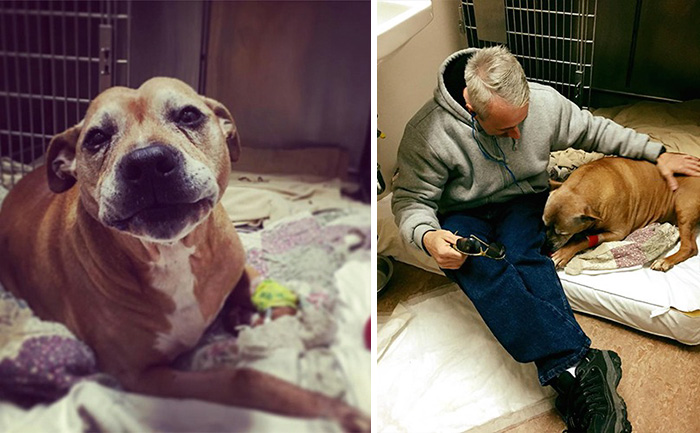 Homeless Man Can’t Afford His Senior Dog’s Life-Saving Treatment, So This Stranger Covers It In Full