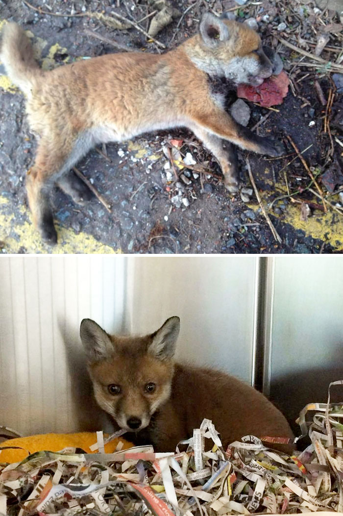 “Dead” Baby Fox Is Brought Back To Life By A Loving Man
