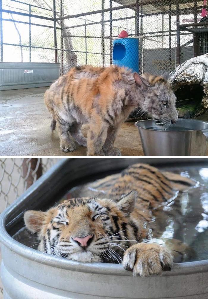 Sick Tiger Cub Weighting Only 1/4 Of Normal Weight, Gets Rescued From Circus, Makes Incredible Recovery
