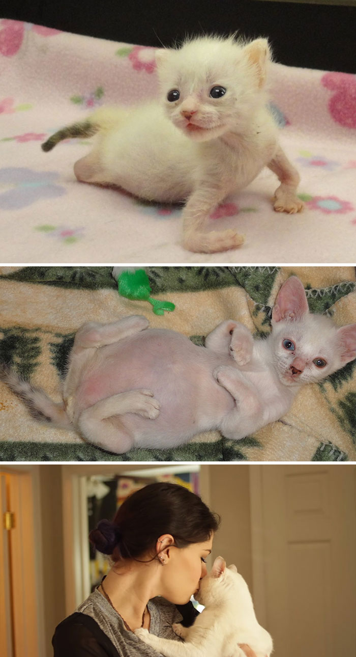 Kitten Born With Twisted Limbs Was Left To Die But This Woman Saw Perfection In Her