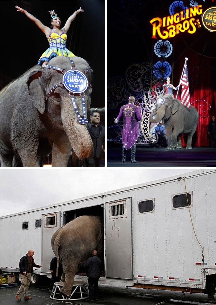 After Neglecting Elephants For 145 Years, Ringling Bros, One Of America’s Largest Circuses, End Their Shows For Good