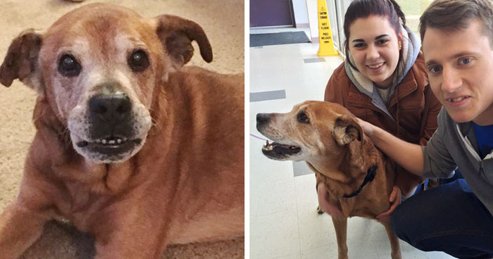 Couple Visits A Shelter To Donate, Leaves With A 17-Year-Old Dog