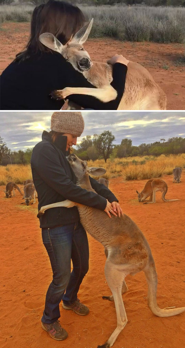 Rescued Kangaroo Hugs Her Rescuers Every Day And Lets Them Know How Grateful She Feels By Giving Them Massive Snuggles