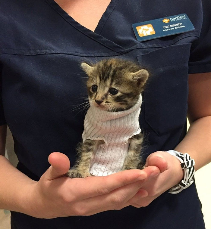 Kitten Rescued From Hurricane Matthew Gets Tiny Sock Sweater And Finds New Home