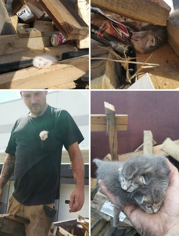 Man Hears Kittens Meowing, Spends 7 Hours Digging In Dumpster To Save Ditched Litter Of Furballs