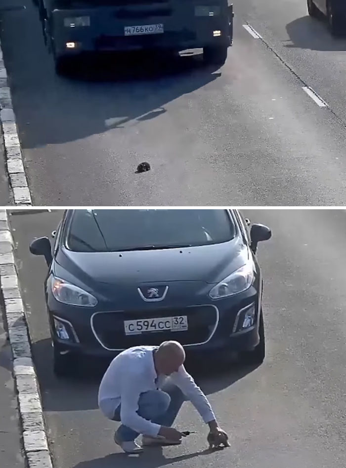 Little Kitten Falls Out Of A Moving Car On A Busy Highway In Russia, Man Risks His Own Safety Just To Help The Cat