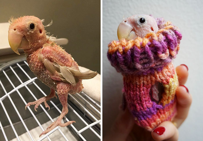 Everyone Falls In Love With This Featherless Lovebird, Send Mini Sweaters To Save Her From Freezing