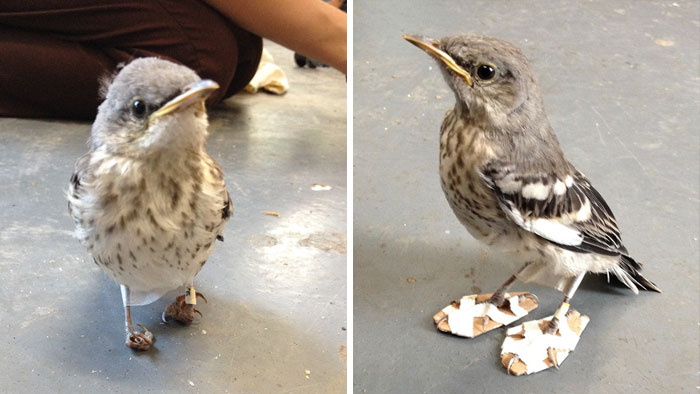 Little Injured Bird Receives Tiny ‘Snowshoes’ And Gets Back On Her Feet