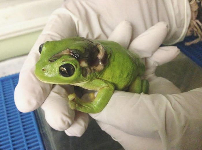 Woman Runs Over Frog With Lawnmower, Flies It 1,000 Km To Clinic To Save Her Life