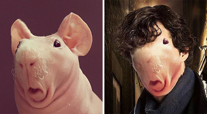 Naked Guinea Pig Sparks Photoshop Battle, Hilariously Gets Turned Into Pop Culture Characters