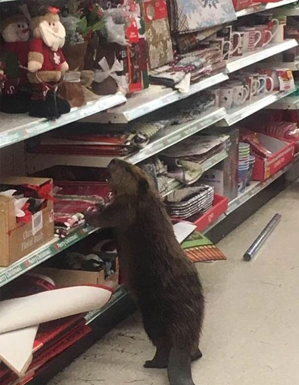 Beaver Spotted In Supermarket Looking For An Artificial Christmas Tree