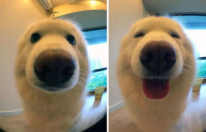 Before And After Being Called A Good Boy