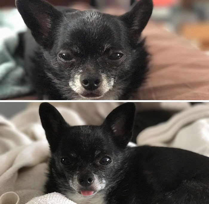 Before And After Being Called A Good Boy
