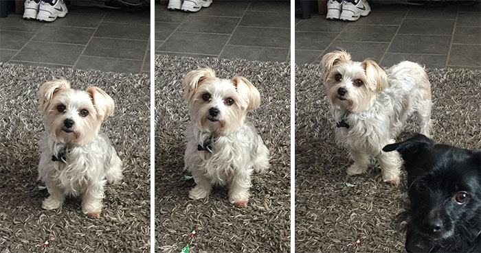Before And After Being Called Good Girl. Then Really Good Girl. Then "treat?"