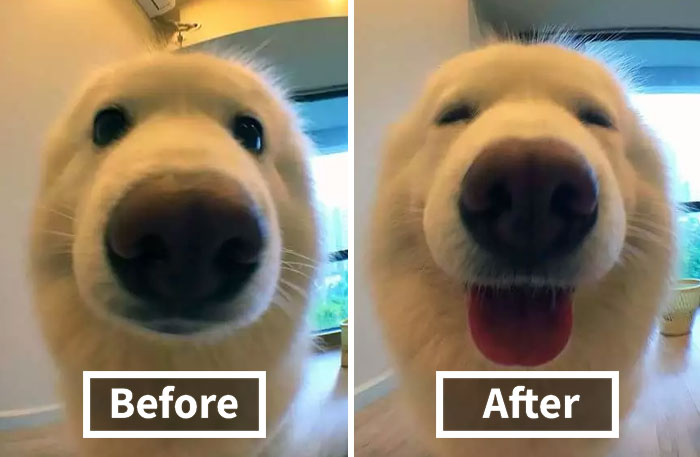 People Are Posting Pics Of Their Animals Before & After Being Called A Good Boy