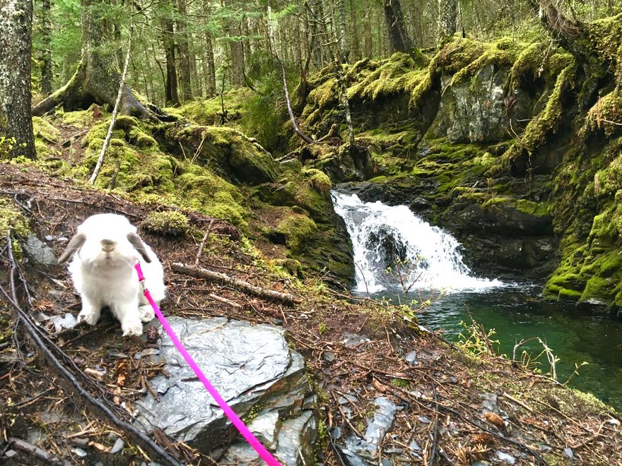This Woman Needed A Hiking Buddy, Here's What She Got