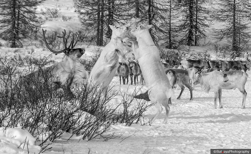 I Documented Mongolia's Mystical Tsaatan Reindeer People
