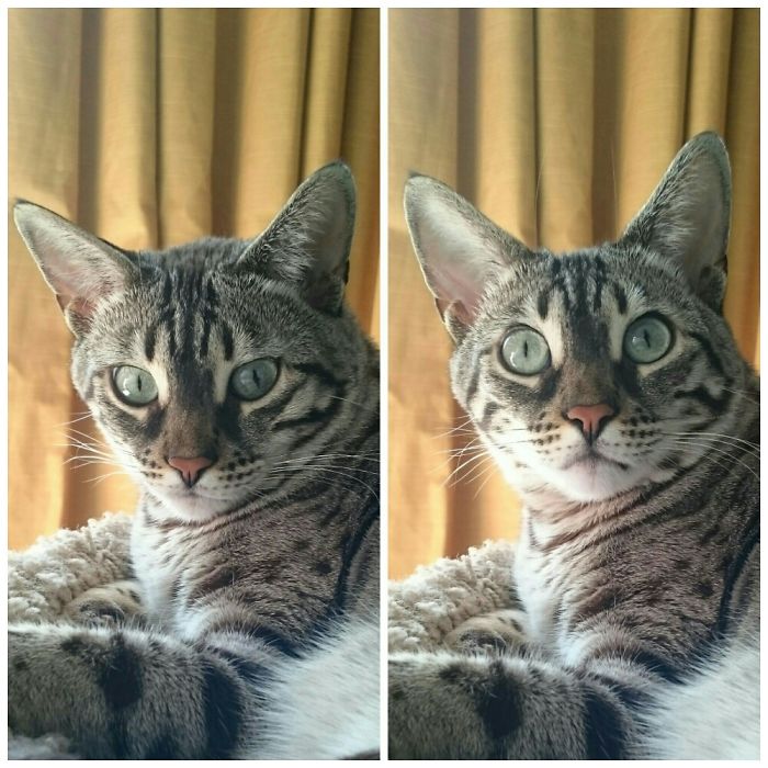 My Cat Before & After Being Told She Is Such A Good Girl