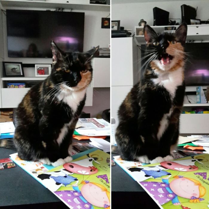 Rolo Cat Before And After Telling Her She's A Good Girl