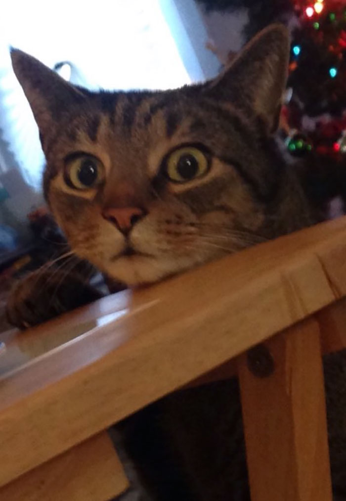 Cat Gets Caught Trying To Steal A Cinnamon Bun, And His Expression Says It All