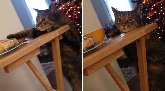 Cat Gets Caught Trying To Steal A Cinnamon Bun, And His Expression Says It All