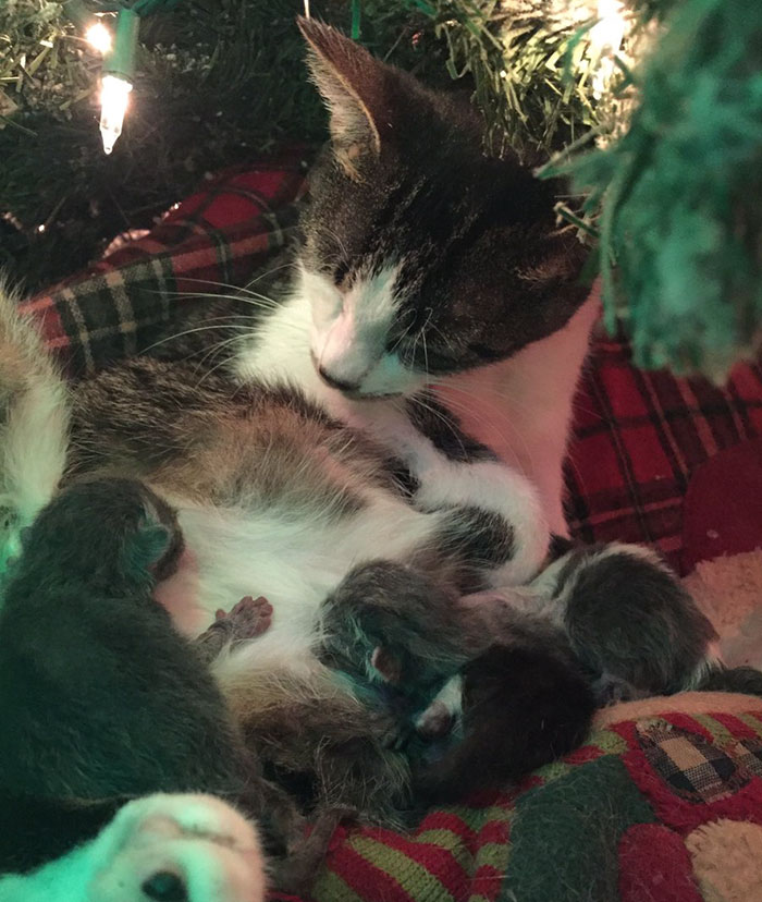 Cat Gives Birth Under Christmas Tree, And It's The Best Present Ever