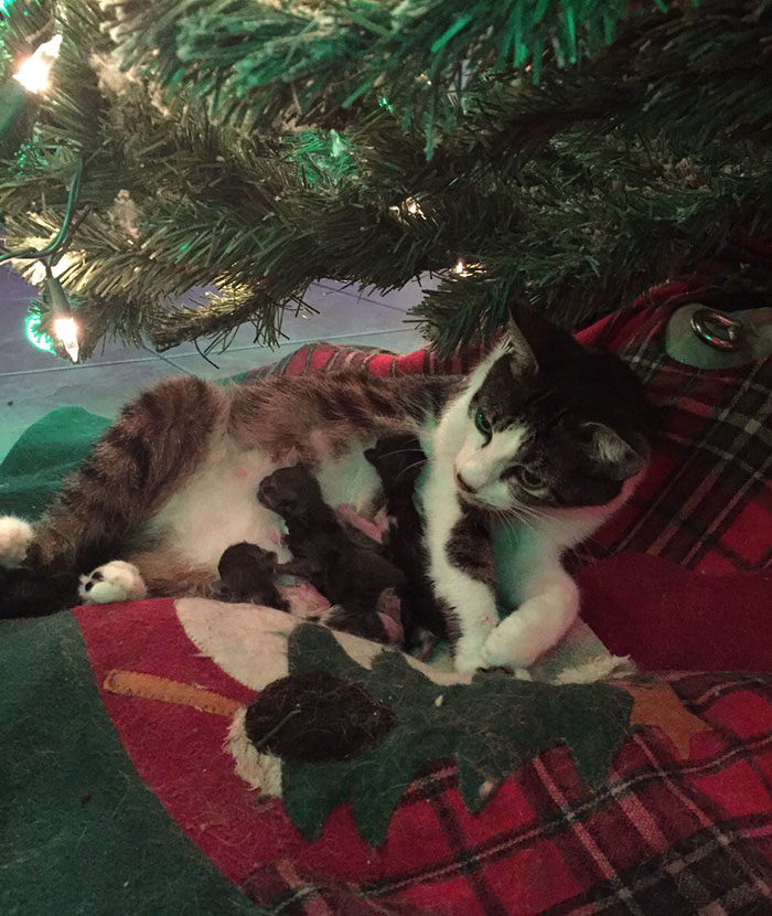 Cat Gives Birth Under Christmas Tree, And It's The Best Present Ever
