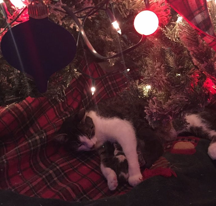 Esta gata dio a luz bajo el árbol de Navidad y fue el mejor regalo