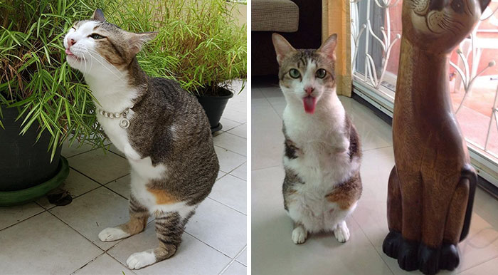 Cat With Two Legs Will Surprise You With How Much He Can Do