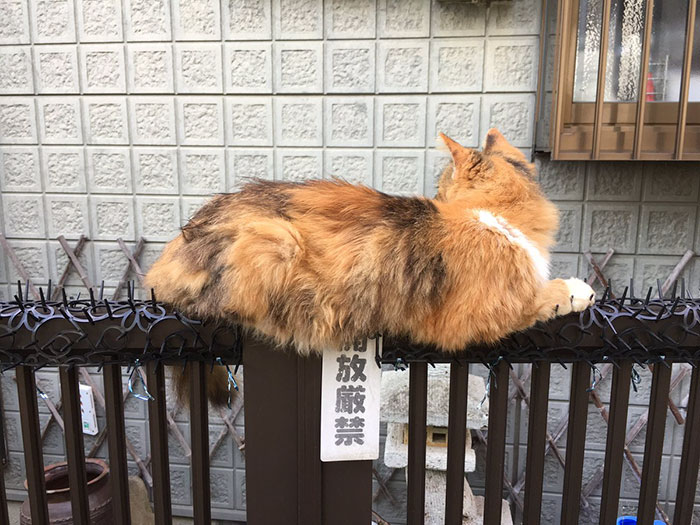 Cats Building Resistance To Cat-deterrent Spikes