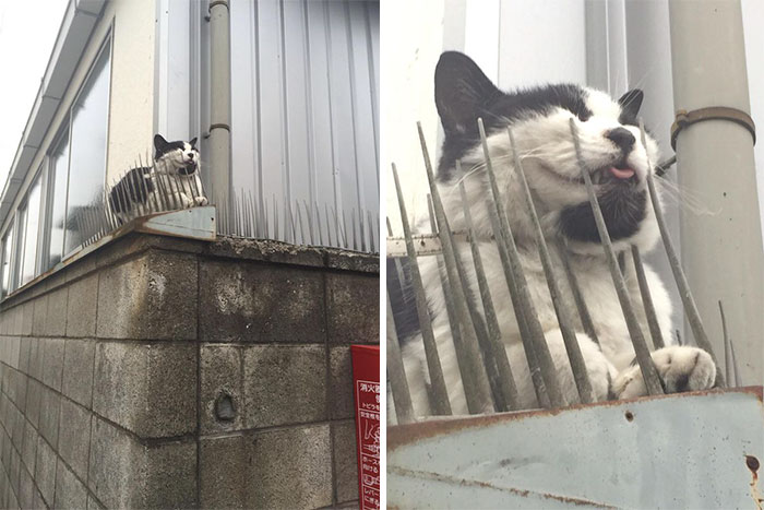 Cats Are Evolving! Scared People Are Sharing Pics Of Kittens Immune To Cat-Deterrent Spikes