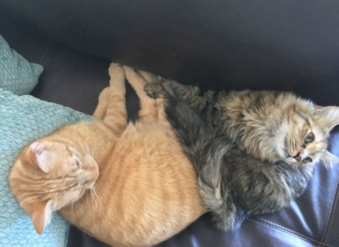 These Two Kittens Are So In Love, They Cannot Hold Their Feelings Anymore