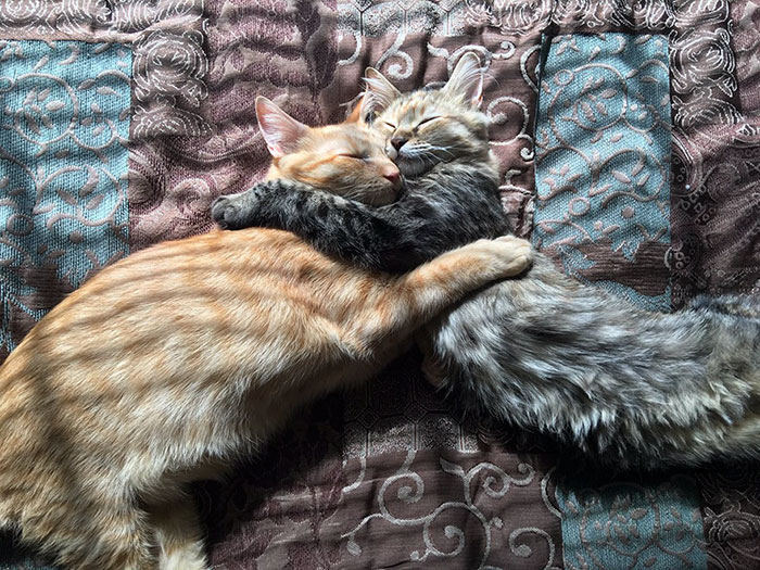 These Two Kittens Are So In Love, They Cannot Hold Their Feelings Anymore